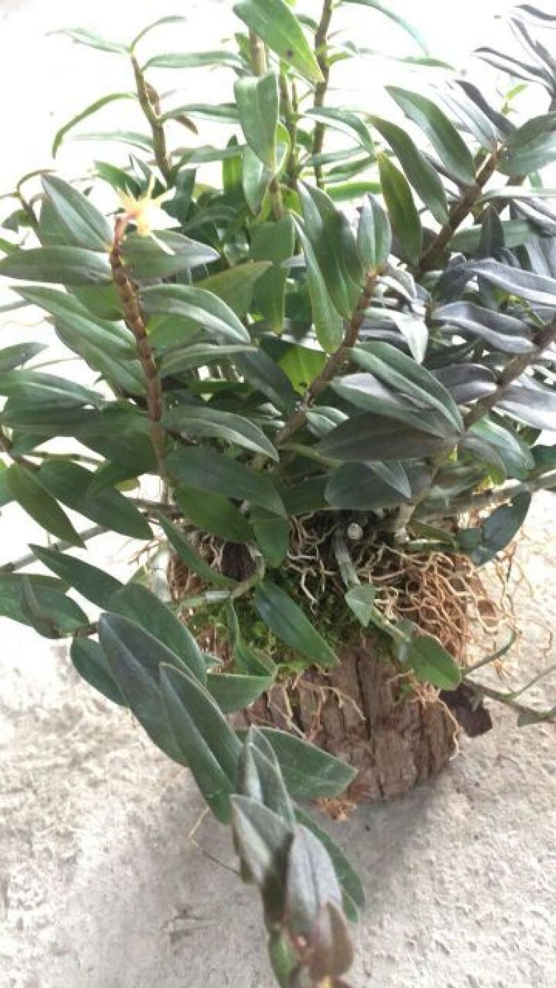 浙江雁荡山铁皮石斛苗20~30cm