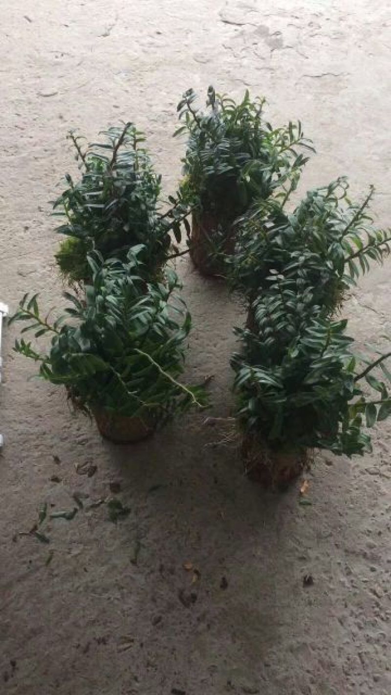 浙江雁荡山铁皮石斛苗20~30cm