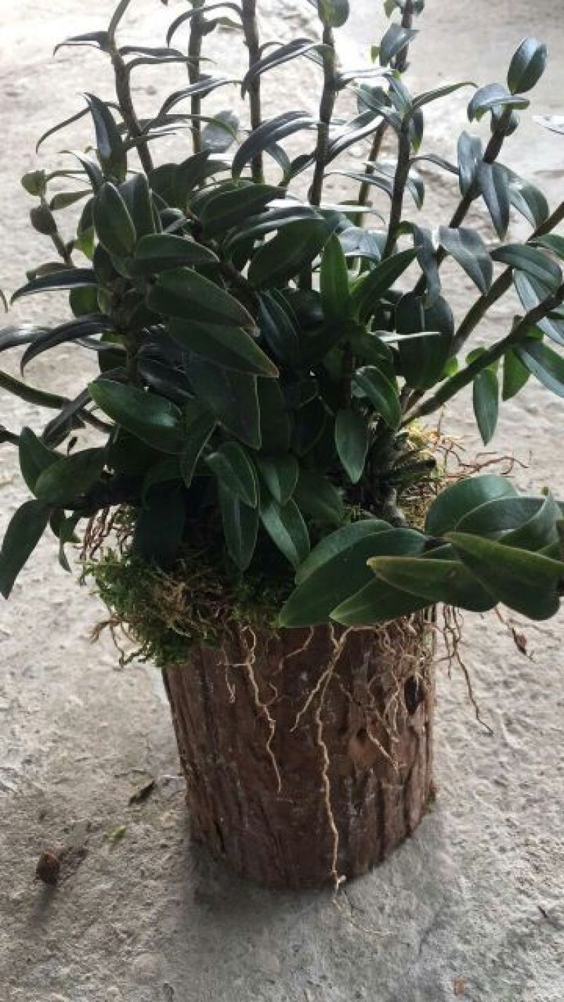 浙江雁荡山铁皮石斛苗20~30cm