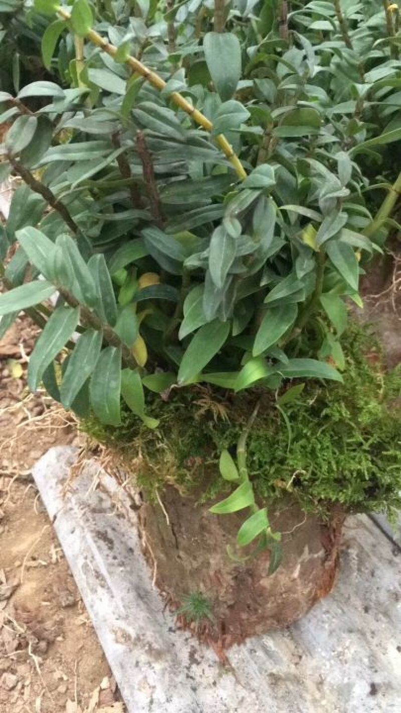 浙江雁荡山铁皮石斛苗20~30cm