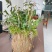 浙江雁荡山铁皮石斛苗20~30cm
