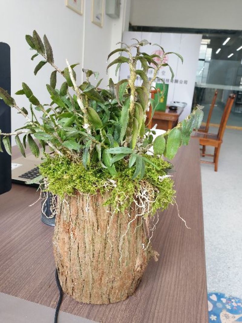 浙江雁荡山铁皮石斛苗20~30cm