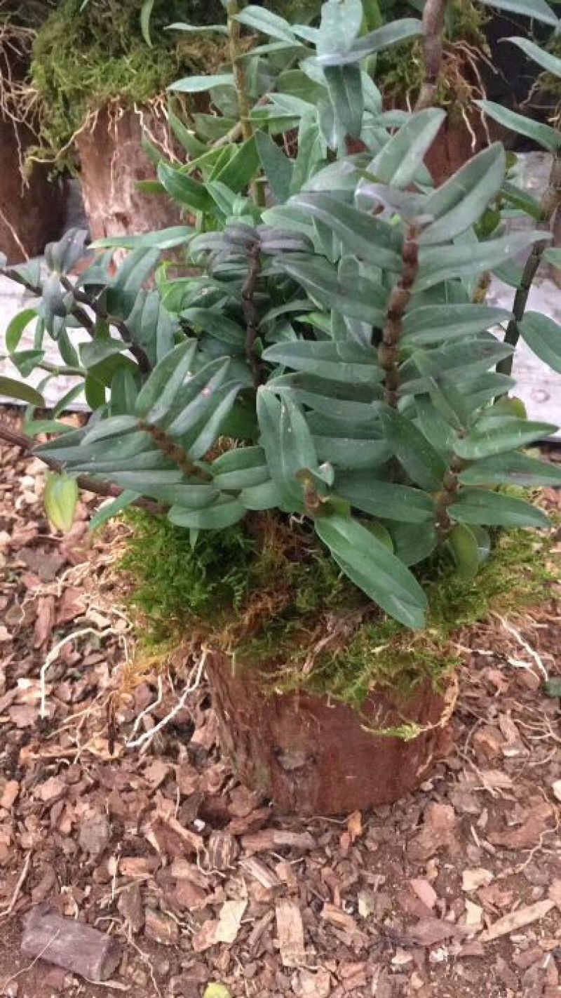 浙江雁荡山铁皮石斛苗20~30cm