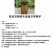 浙江雁荡山铁皮石斛苗20~30cm