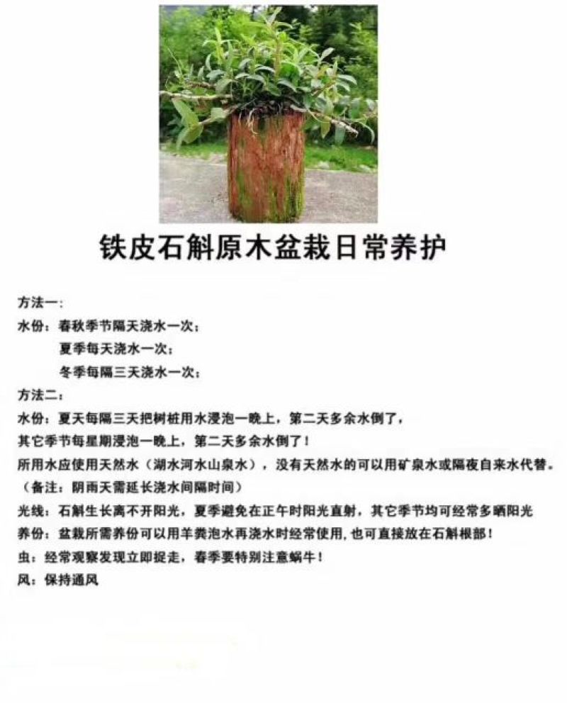 浙江雁荡山铁皮石斛苗20~30cm