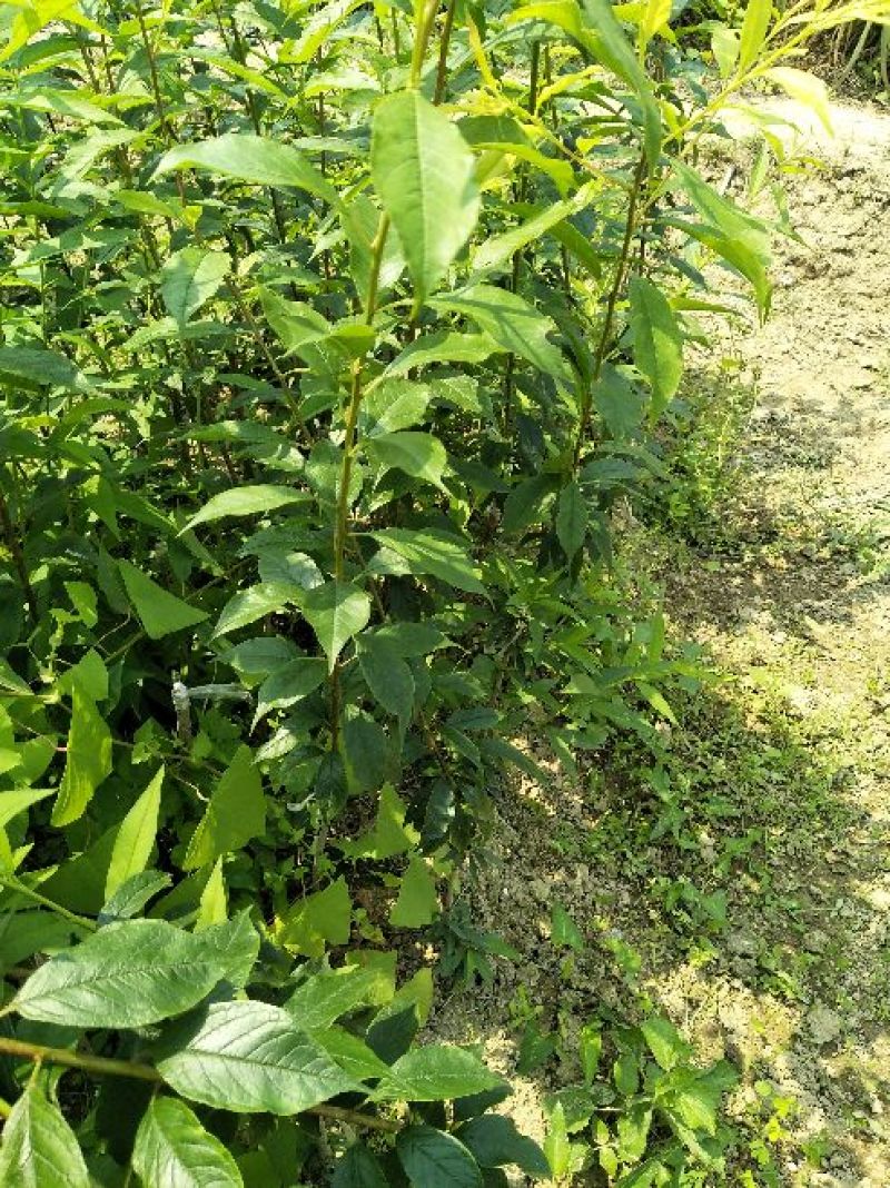 三华李树苗真苗，带叶发货，包邮，三月李，三华李，