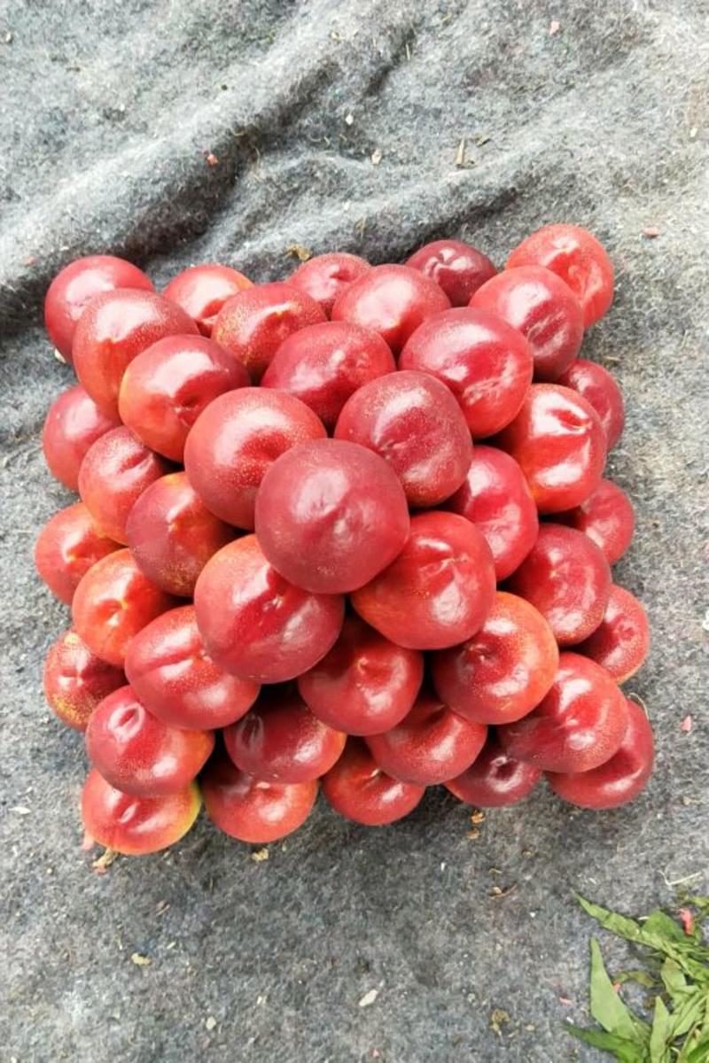 山东大棚红油桃个头大，糖度高专线物流一件代发欢迎咨询