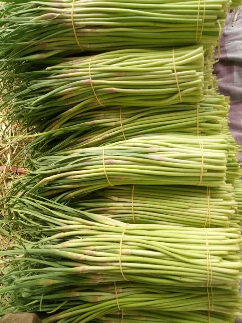 蒜薹精品50------60公分