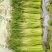 蒜薹精品50------60公分