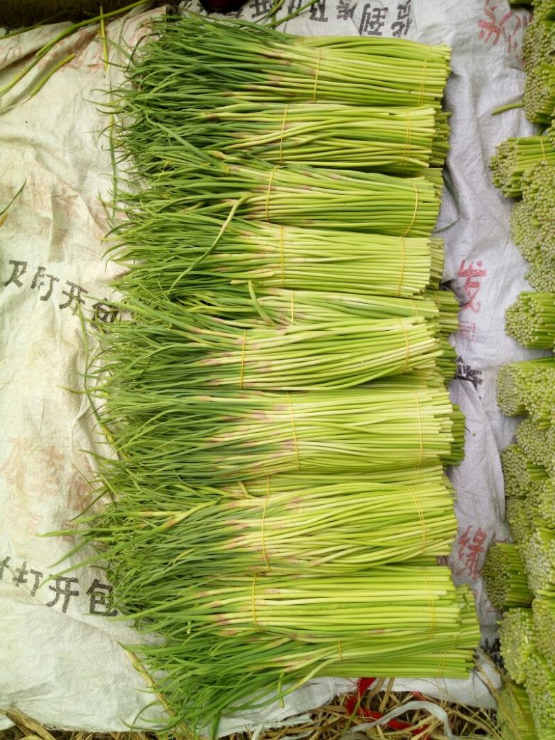 蒜薹精品50------60公分