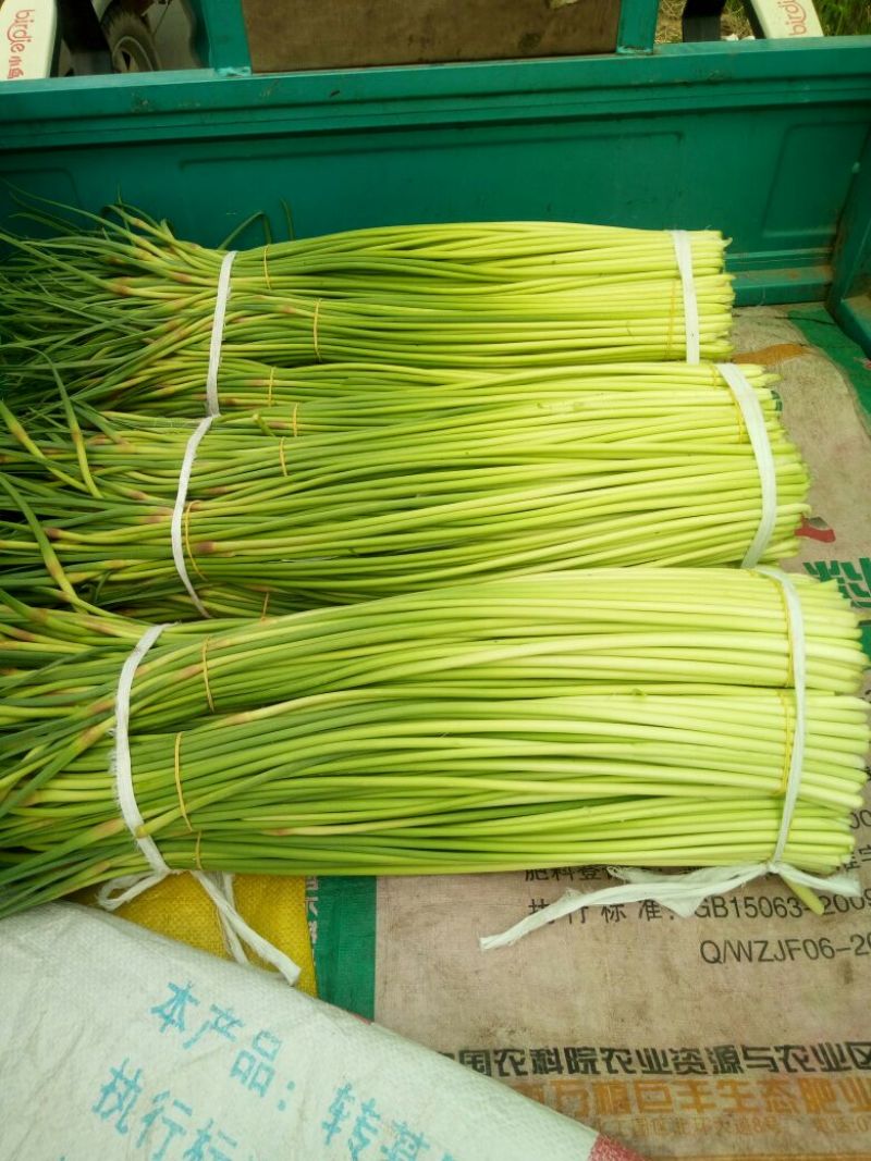 蒜薹精品50------60公分