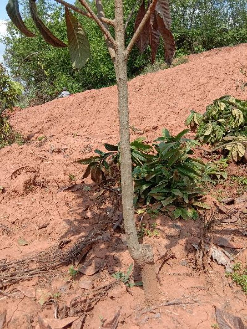 枇杷树261~300cm