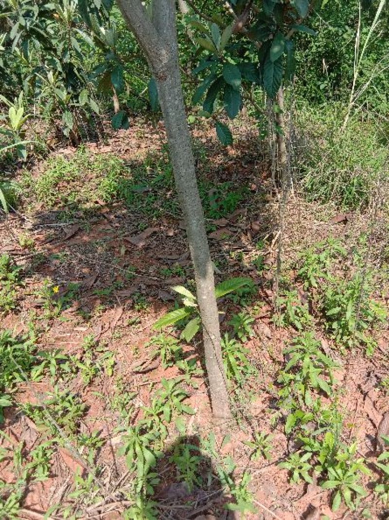 枇杷树261~300cm