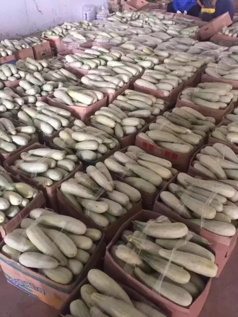 甜瓜1斤以上精品