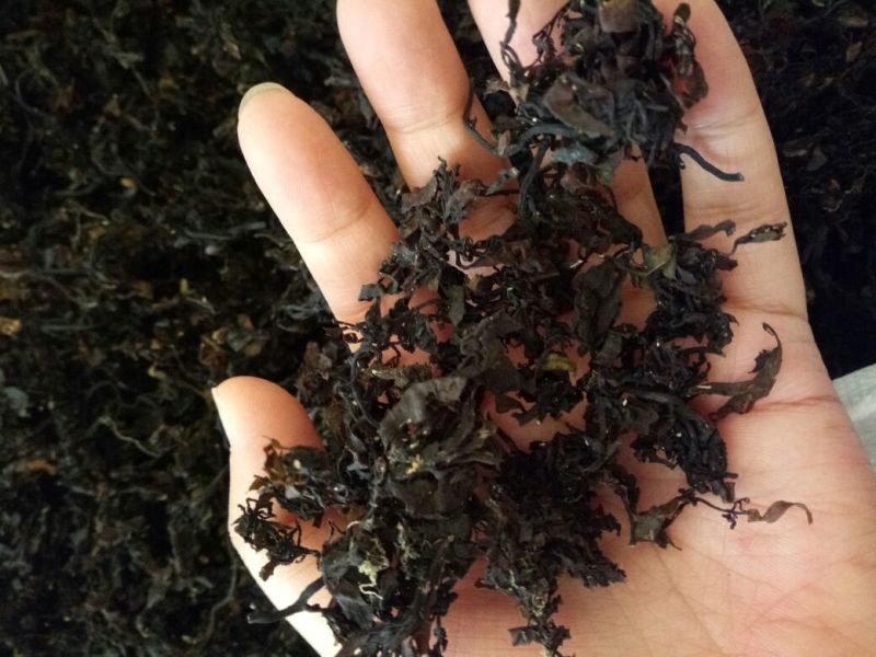 海藻山东水洗干货小粒含量高量大从优
