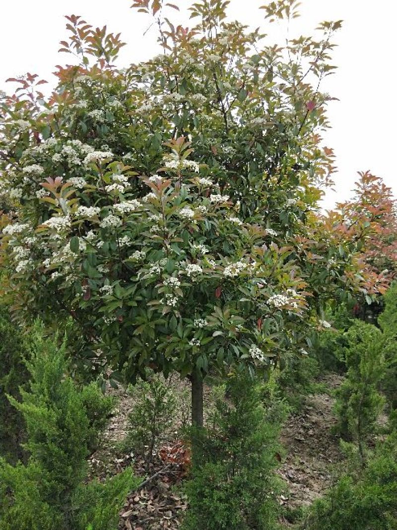 高杆红叶石楠2cm以下4~6cm1.5~2米