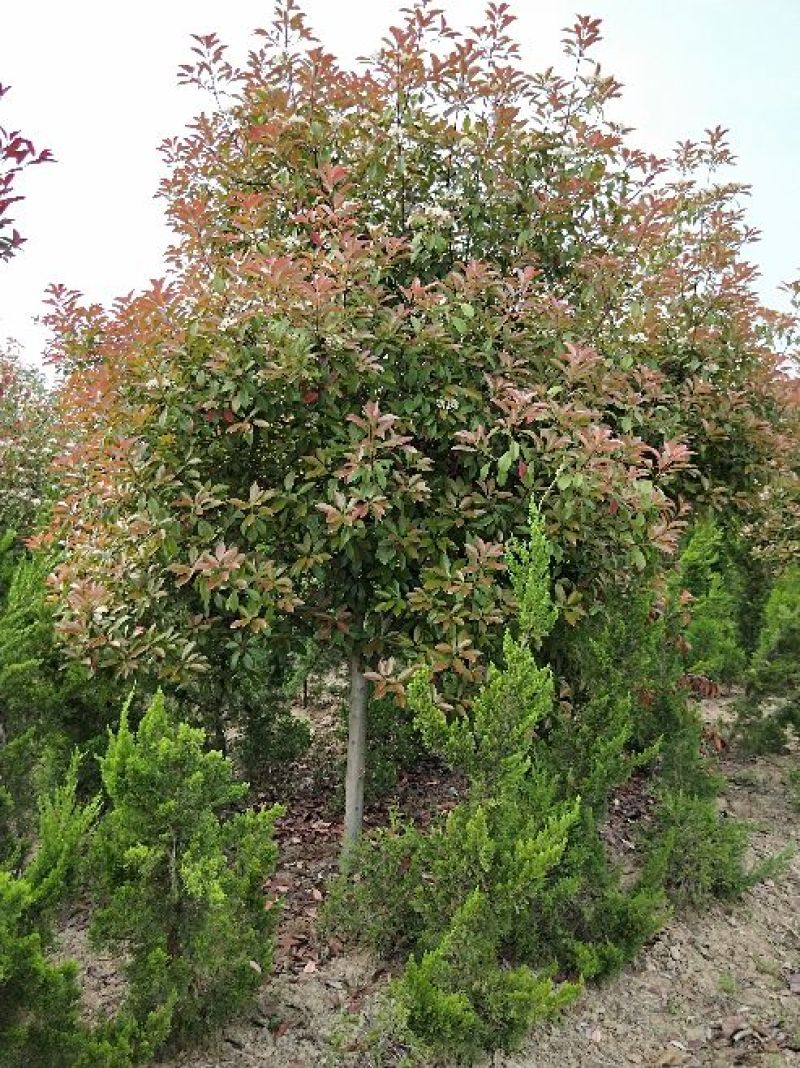 高杆红叶石楠2cm以下4~6cm1.5~2米