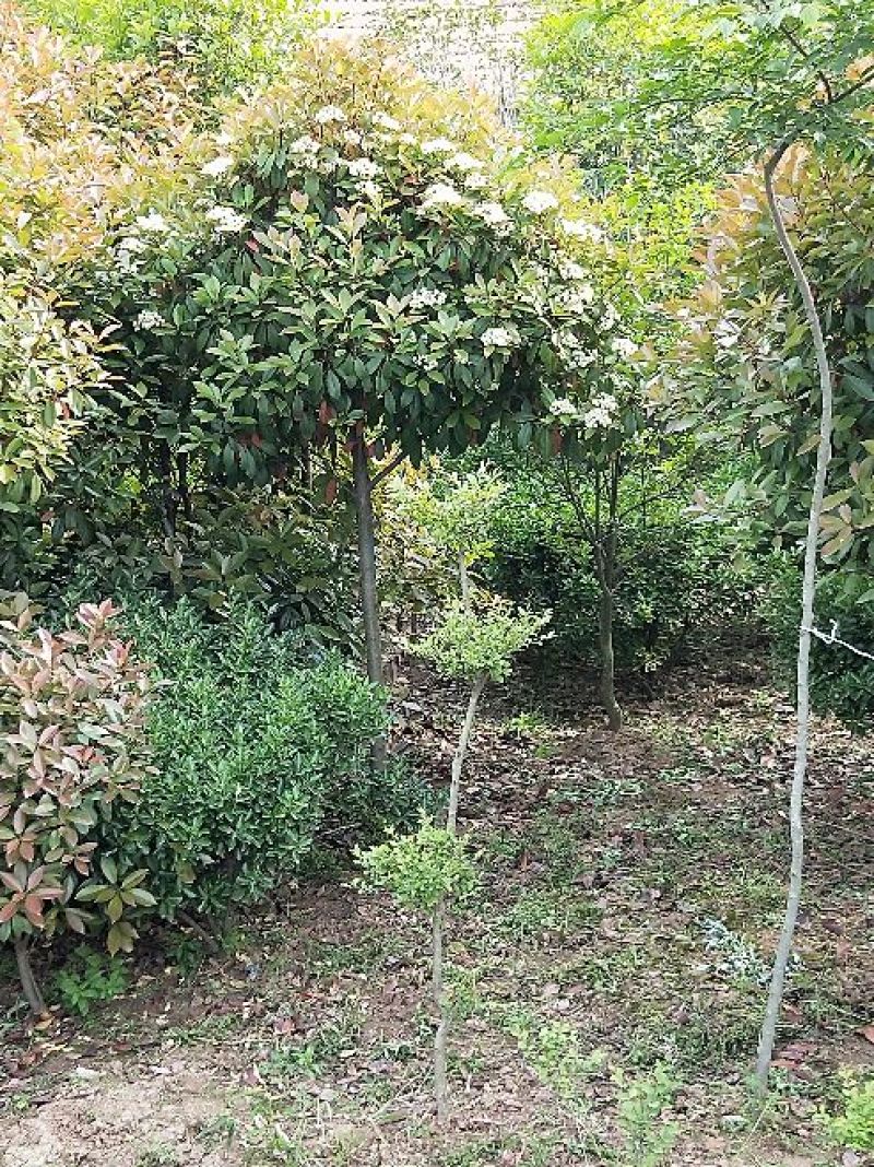 高杆红叶石楠2cm以下4~6cm1.5~2米