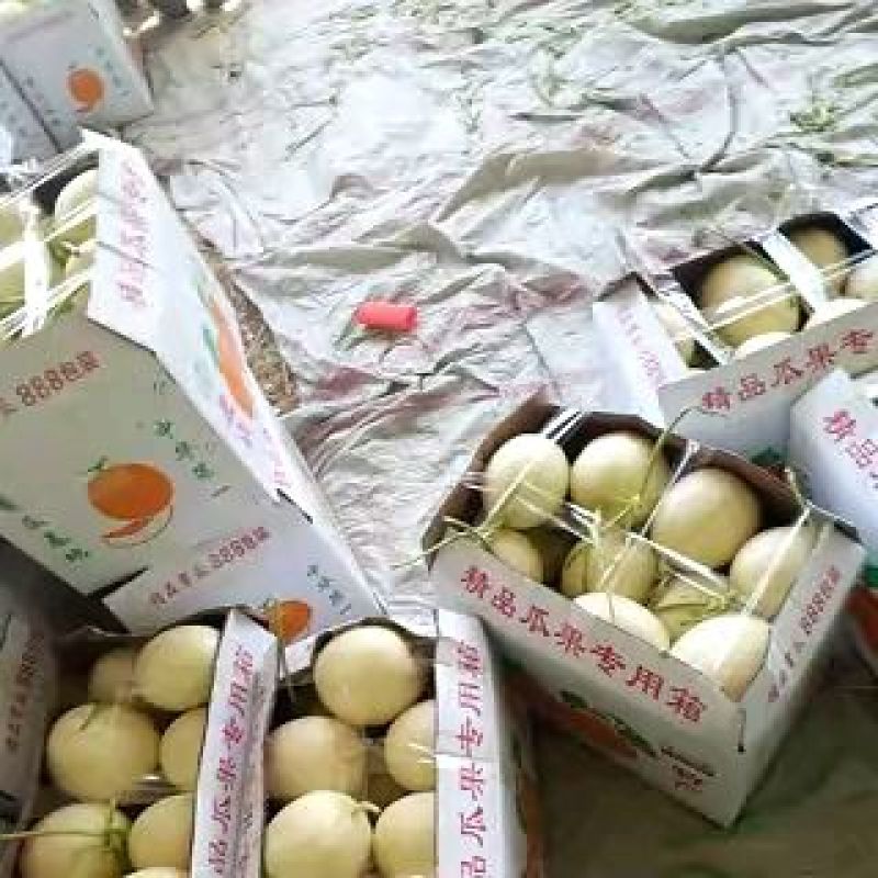 白玉香瓜1.5斤以上