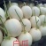白玉香瓜1.5斤以上