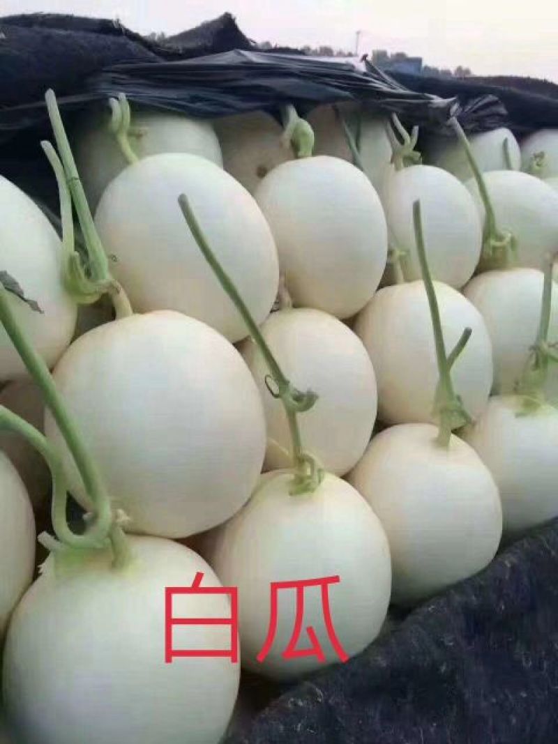 白玉香瓜1.5斤以上
