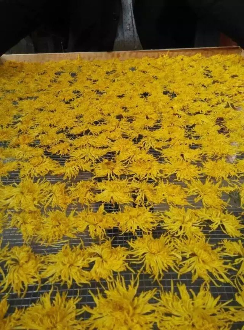 金丝皇菊茶一级