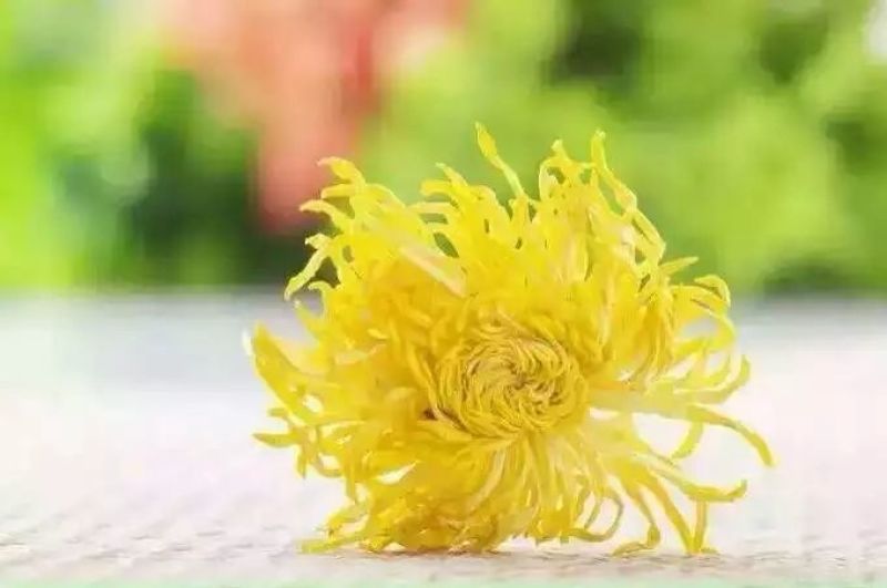 金丝皇菊茶一级