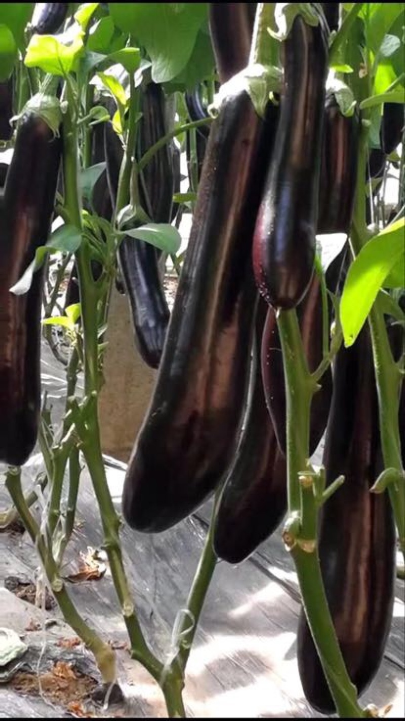 茄子苗