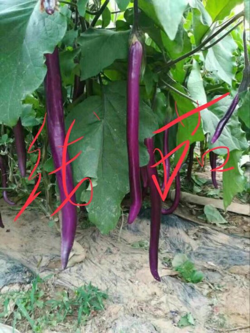 茄子苗