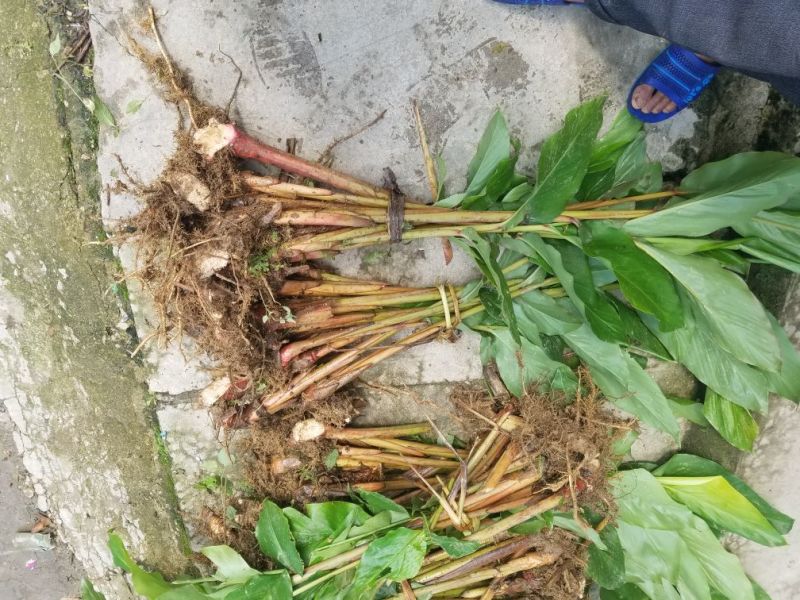 草果苗30~50cm
