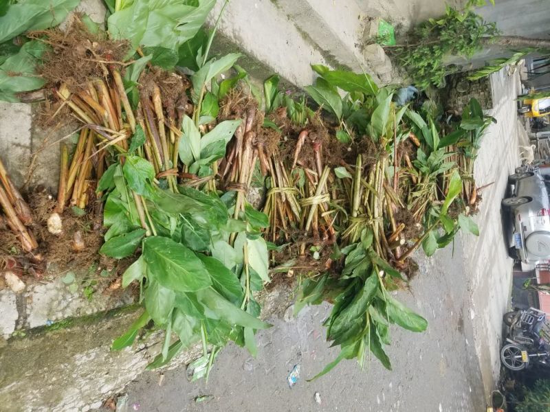 草果苗30~50cm