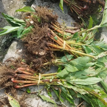 草果苗30~50cm