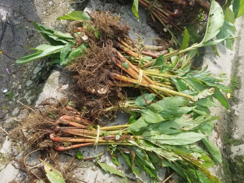 草果苗30~50cm