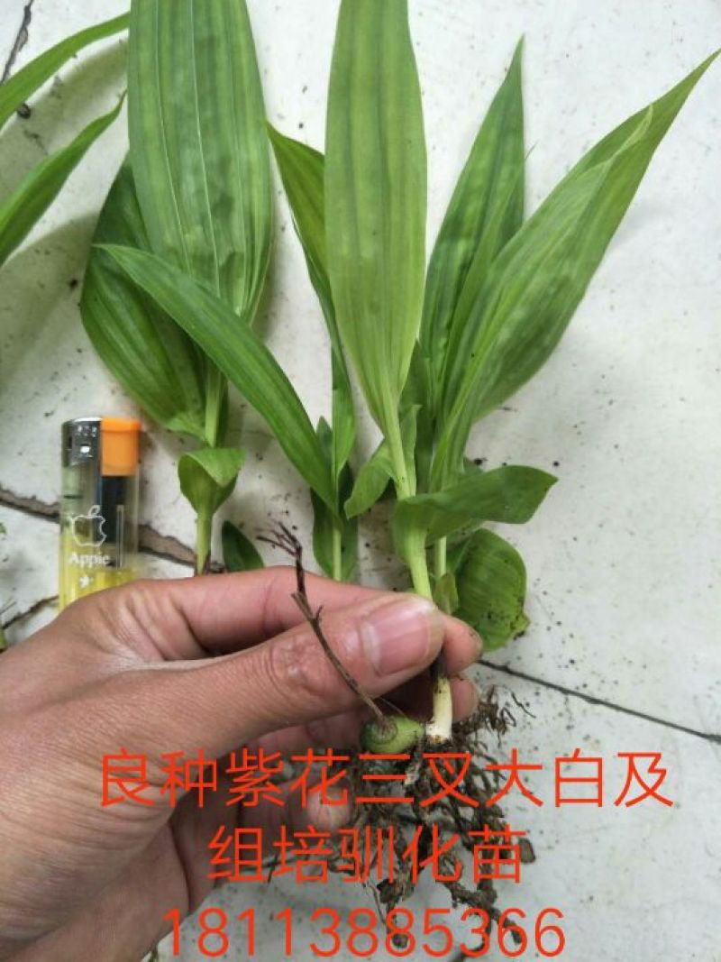 紫花三叉白芨种苗，直播驯化苗10~20cm