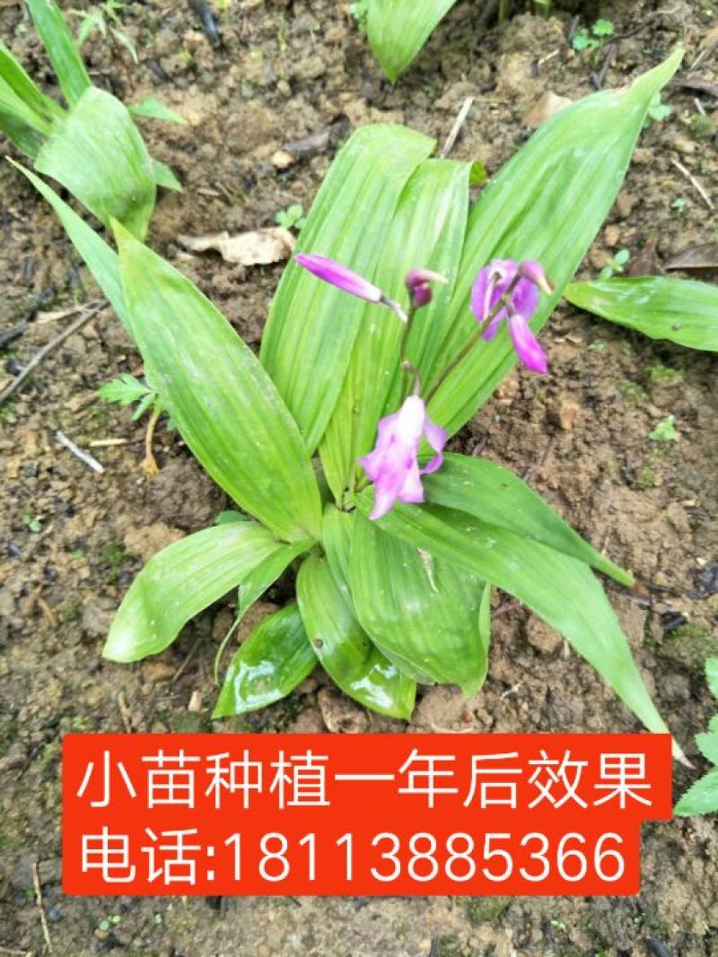 紫花三叉白芨种苗，直播驯化苗10~20cm