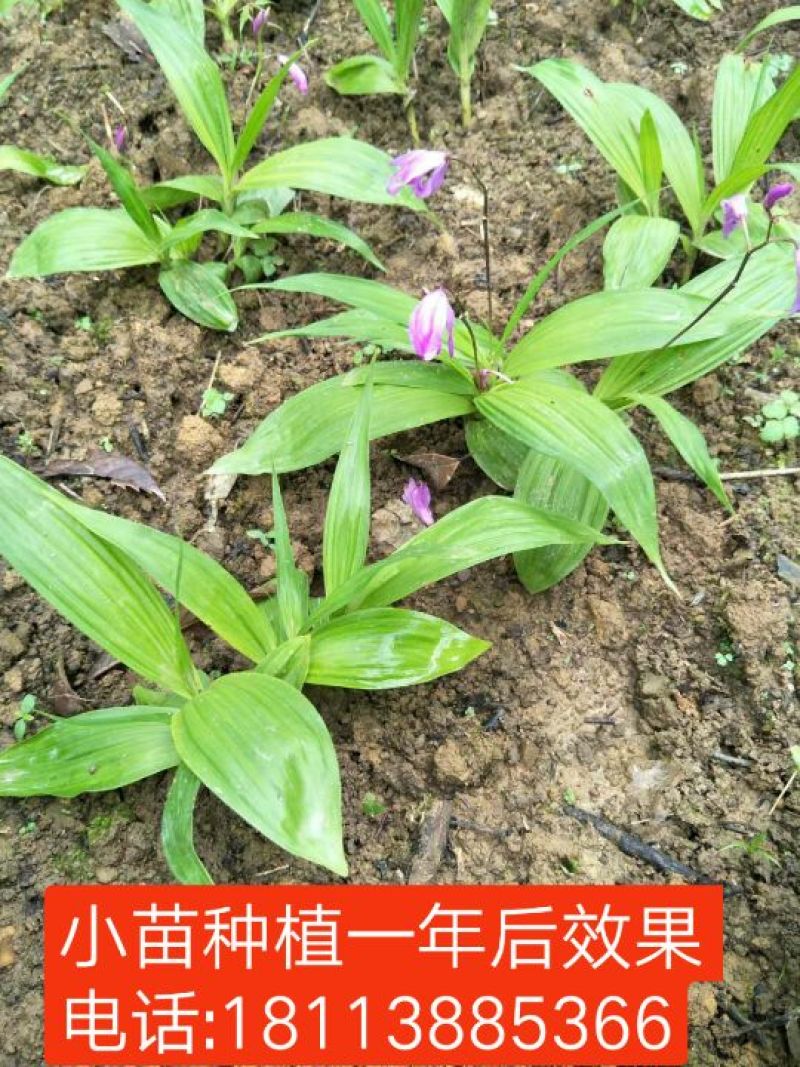 紫花三叉白芨种苗，直播驯化苗10~20cm