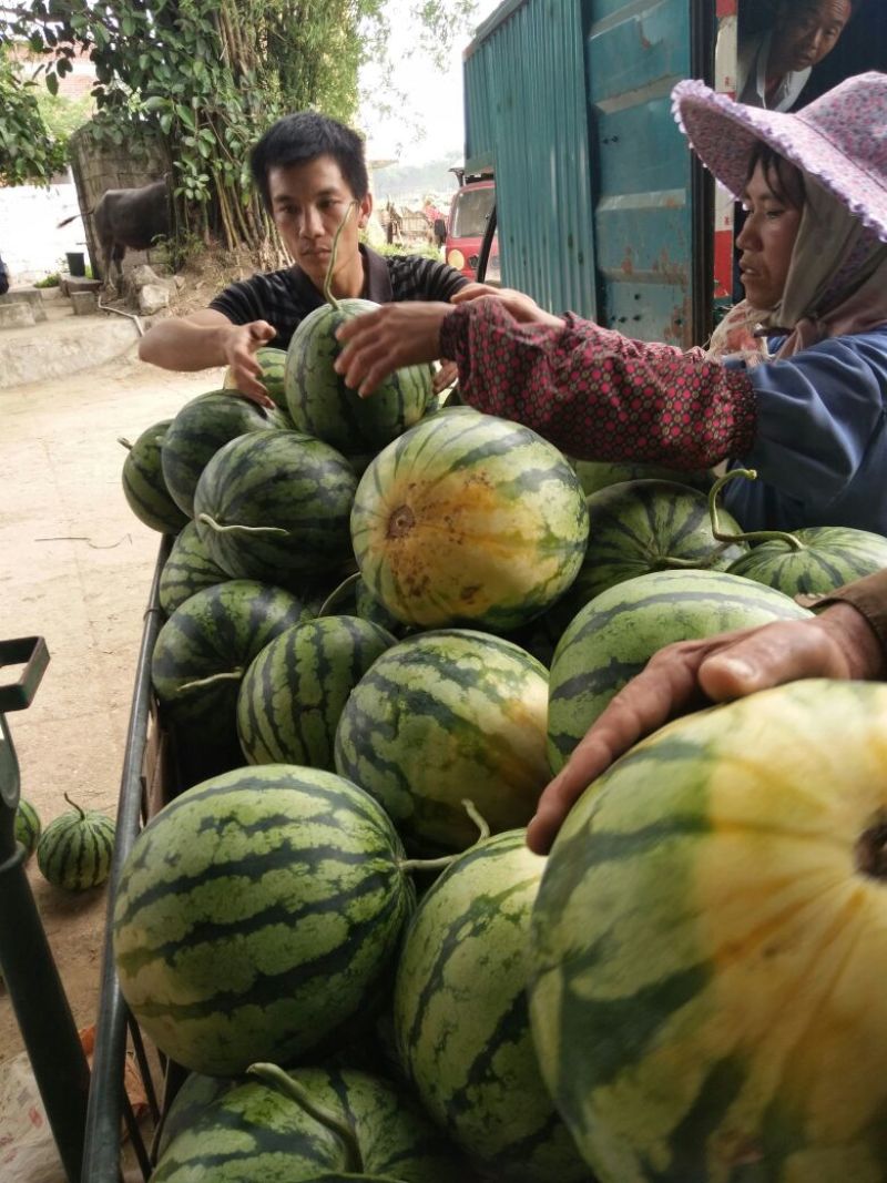 花麒麟西瓜8斤打底8成熟，瓜型圆满，糖分高皮毛靓