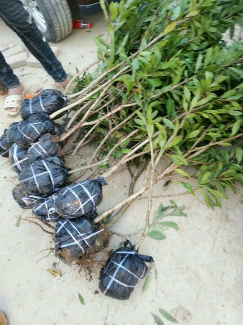 杨梅树苗1~250cm以下
