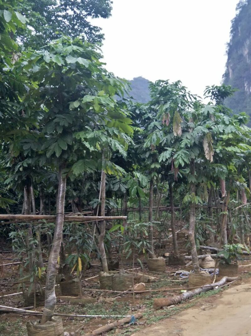 无优树