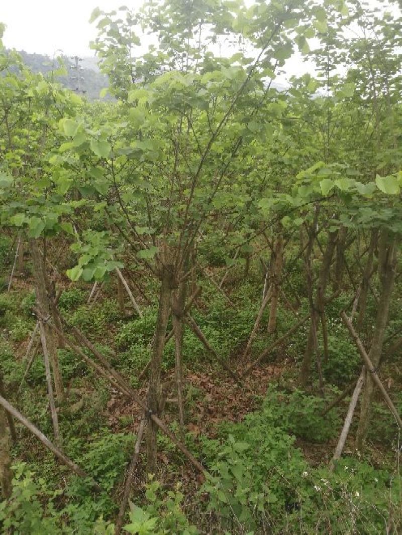 宫粉紫荆2~4cm10~12cm2.5~3米