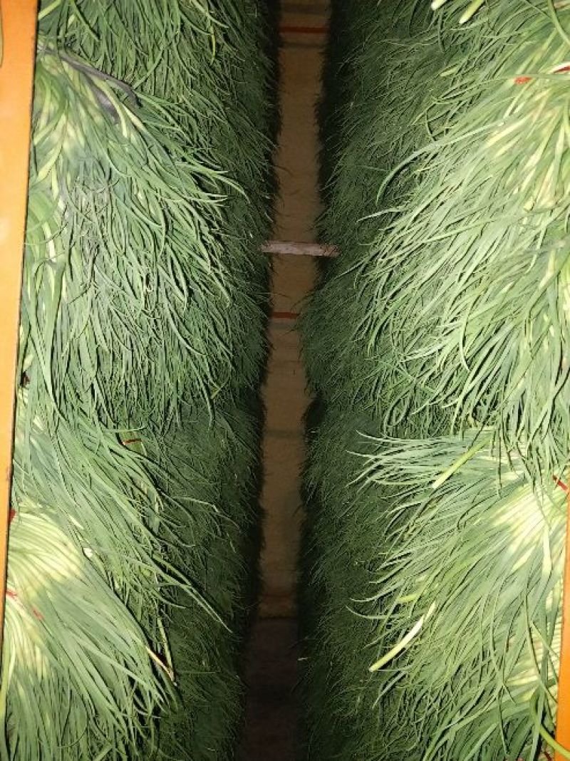 蒜薹红帽蒜薹质优价廉大量出库中颜色新鲜