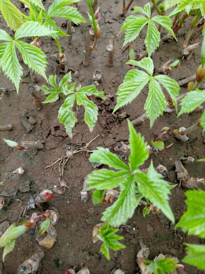 五叶地锦扦插苗，爬山虎苗，