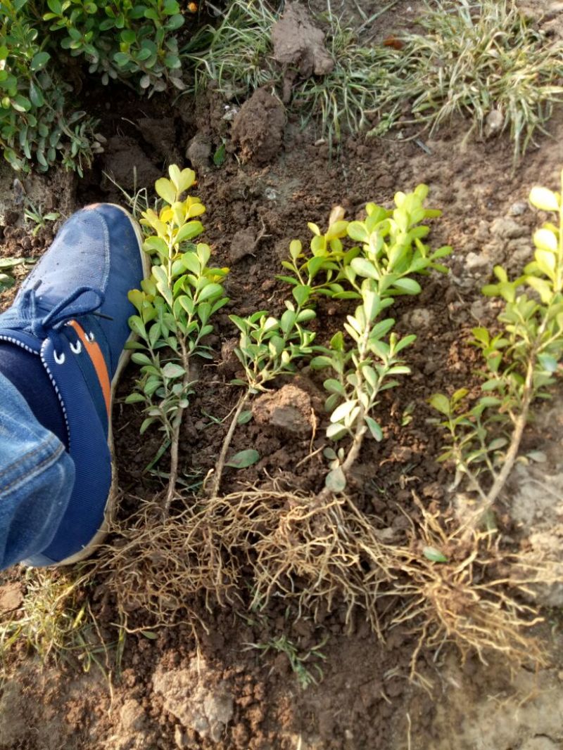 瓜子黄杨苗黄叶分栽苗，分栽一年苗