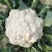 河北邯郸松花菜散花乳白菜花有机花菜全国发货