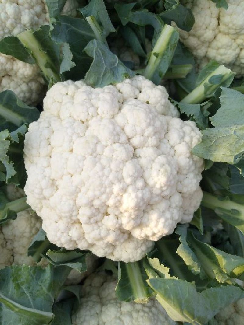 河北邯郸松花菜散花乳白菜花有机花菜全国发货