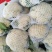 河北邯郸松花菜散花乳白菜花有机花菜全国发货