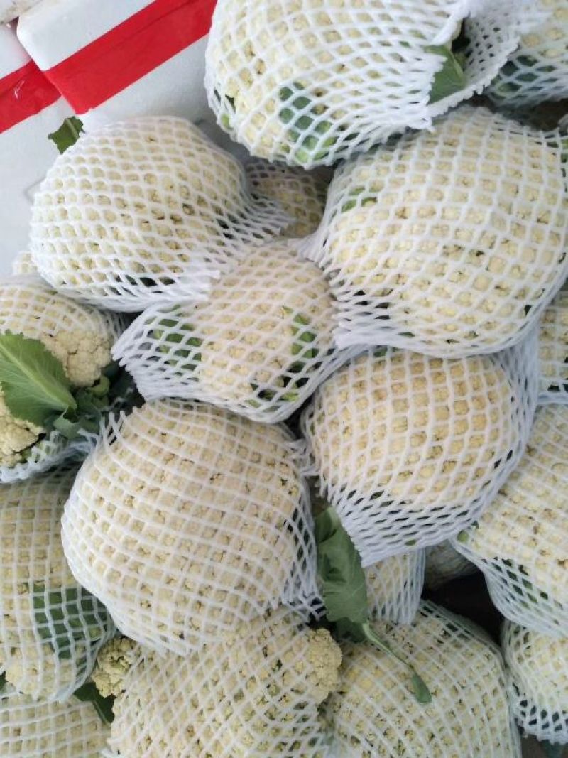河北邯郸松花菜散花乳白菜花有机花菜全国发货