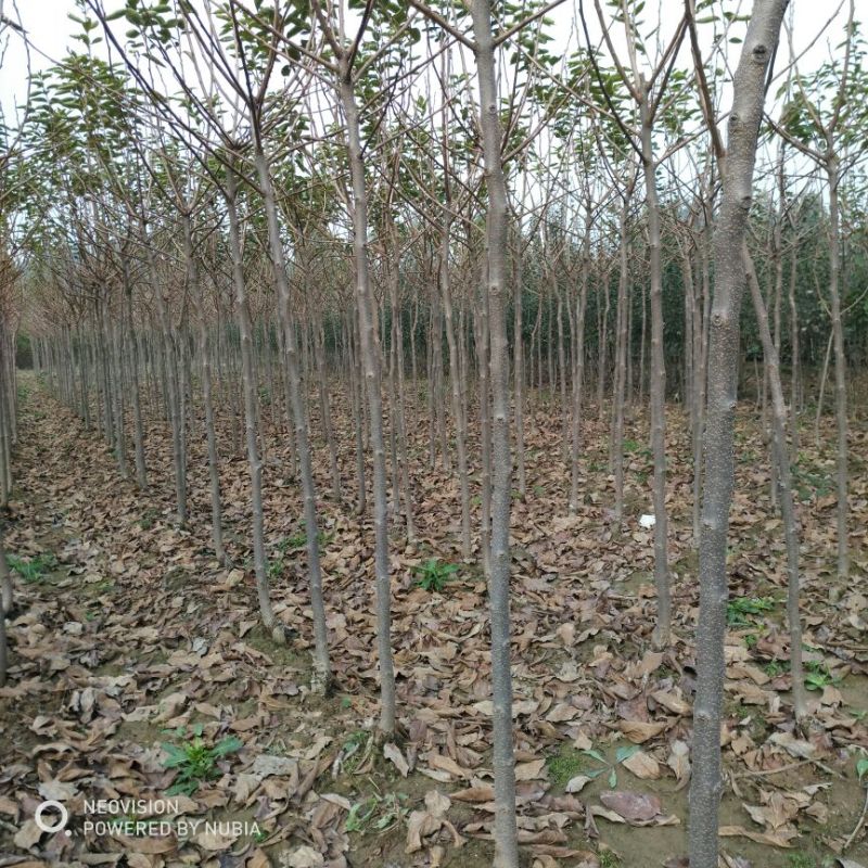 柿树3公分柿子树品种齐全