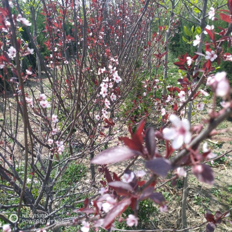 紫叶矮樱3公分紫叶矮樱