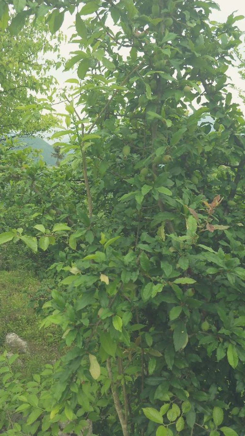 皱皮木瓜2~2.5斤